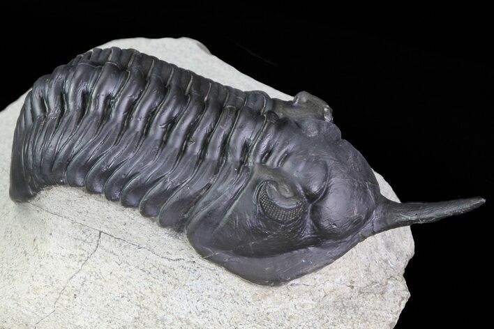 Morocconites Trilobite - Great Shell Detail #71195